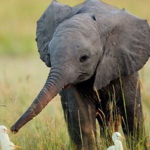 Meet your Posher, Frances